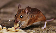 24 Hour & Emergency Exterminators in Ute Mountain Indian Reservat, CO